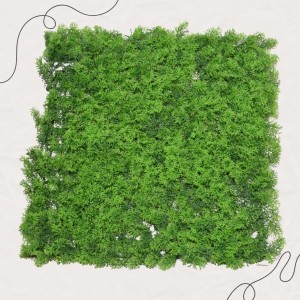Зелено пано тип чемшир – 50x50 см декоративна зеленина